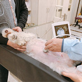 猜猜肚子里有几只小狗