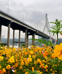 �ͱ�·�ϵ�һƬ����������ʰ�쵵ĵ���ɫ