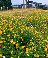 �ͱ�·�ϵ�һƬ����������ʰ�쵵ĵ���ɫ