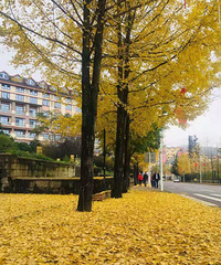 11�µ���Ůɽ������������