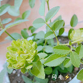这种月季开花是绿色的