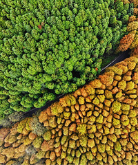 ɽ��ƺɭ�ֹ�԰���ڻ���ɫ��η����������Ĵ�Ƭ�ļ���