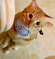 ��ô��������һֻ��è��