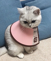 �ҷ����ҵ�è����Ǹ�����