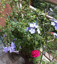 �붬�ˣ���ѩ��Ȼ�ֿ�����