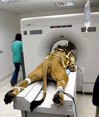 ��ʨ����CT���Ҳ�Ҫ������