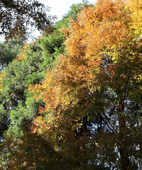 ÿ춼ҪȥɽƺǺҶӵľ