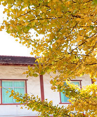 ÿ�����춼Ҫȥɽ��ƺ���������Ǻ�Ҷ�����ӵľ���