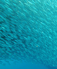 ȥ���ɱ�ī������ʱ���ܿ�ɳ����籩