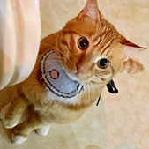 ��ô���ܰ���è���֣�