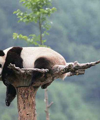 һ����ĩ����ȥ����è�������ͺ�ҶƬƬ̤��ѩ����