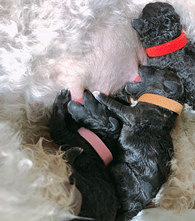 ����������һ�Ѻڹ��ӣ�