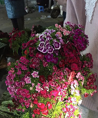 穿梭于斗南花市多年,给大家说说什么时候买花最便宜!
