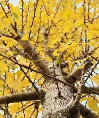绵绵金黄无绝期重庆这9大银杏观赏地,惊艳一秋季