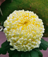 ÿ�궼Ҫȥ԰��԰��һ�Σ����Ͼջ�չ�����û�����