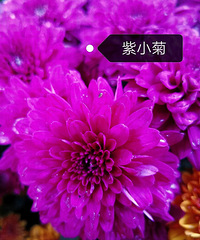 ���빫԰��չƬƬ����С����ȥ�����ԵΣ�