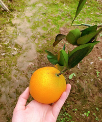 ��ɽƺֱ��ժ��ȣ���ĩ���޺�ȥ��