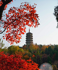 ɽ��Ȫ�Ǽ��ϵĺ�Ҷ������