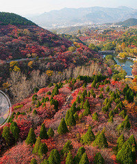 ɽ��Ȫ�Ǽ��ϵĺ�Ҷ������