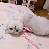 不给猫咪绝育,可行吗