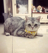 è������Ƶ�ҧ����ô�죿