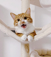 �ҿ������˸�����è��