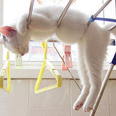 出太阳了,来晾晾猫