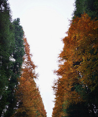 �����µ�ɽ��ƺ���ɾ�һ����⨺���10��Ǯ3��