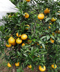 ������������Σ�ȥͭ����ժˮ��