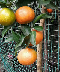 ������������Σ�ȥͭ����ժˮ��