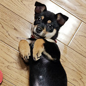 孩子花1块钱抱回了它
