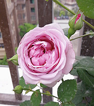 �¼��������������ѣ�