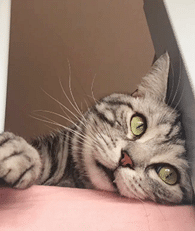 ��֪��������ڶ���ɶè��