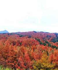 ��֪��ȥ����ˣ������������ܻ���