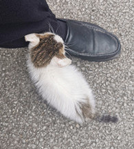 С���񵽵�С��è�ݵÿ���