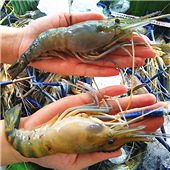 �����и���ͷϺ����