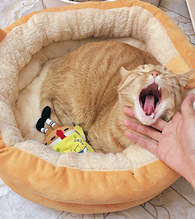 ����Ҳ�Ǳ���Ӫҵ����һ��