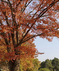 ������ȥ�Ͼ���õļ��ڣ������ǵ���ͩ�ͺ�Ҷ