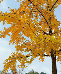 ����һ������Ҷ��ʱ����ҳ������