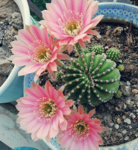 ��������������ĳ���