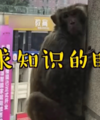 猴哥闯入中央公园居民小区,官方求助