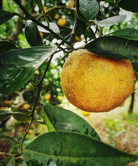 ����ժ�ǳȣ���ĩ���ջ�