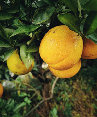 ����ժ�ǳȣ���ĩ���ջ�