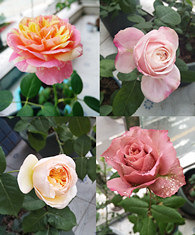 �������������������¼�����