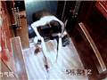 重庆网红宇芽被家暴
