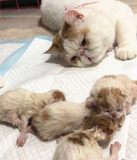 è�ֿ�С���ӵ���������