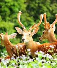 ��������һ������4A������