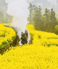 ���ȥ��ѷɫ��ɽ��ʳ�ĵط���������С��