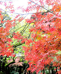 ��ɿڹ�԰�ĺ�Ҷ�����ˣ���ɫ������Ҳ��Ҫ��Ʊ