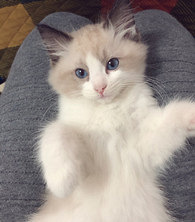 ˫11�������������